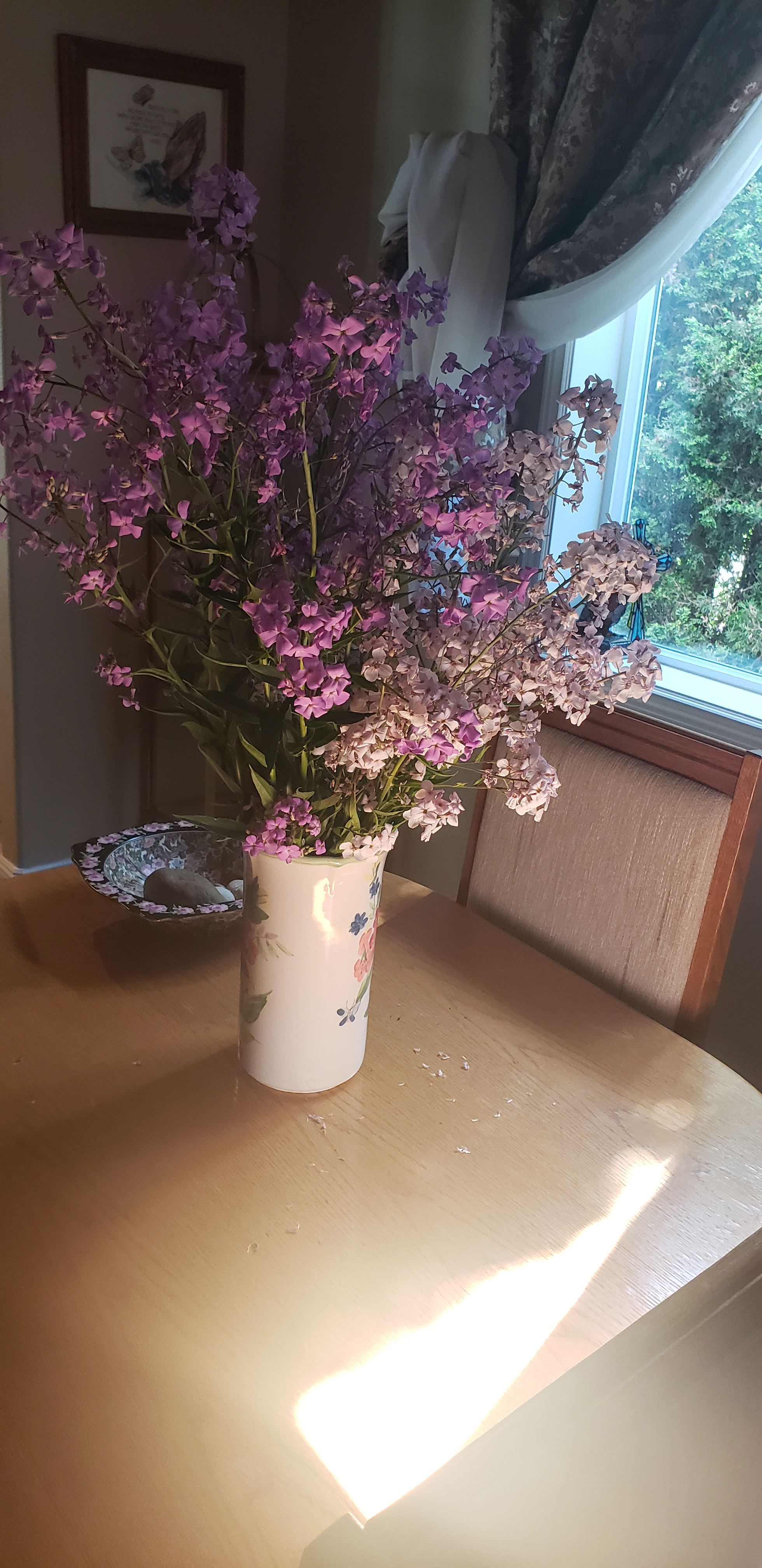 Sunlight Reflection on Cut Wild Dame's Rocket